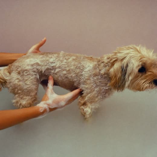 A dog being washed, suds along its back