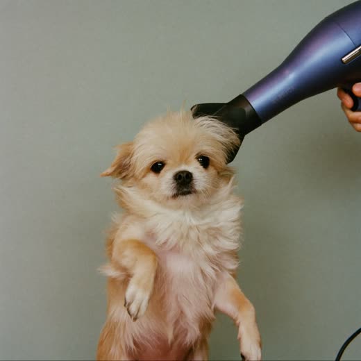 A dog being blow-dried, coat lifting