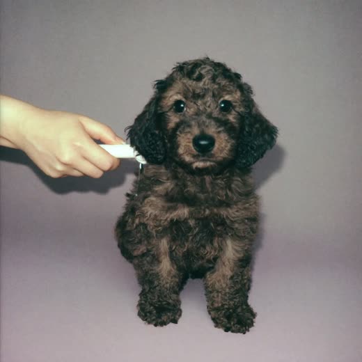 A puppy being brushed with a soft brush